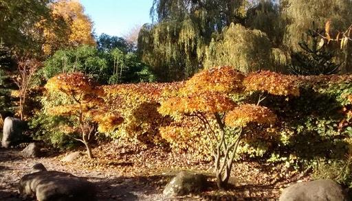 Walkden Gardens in Sale part of Japanese Garden in autumn colours
